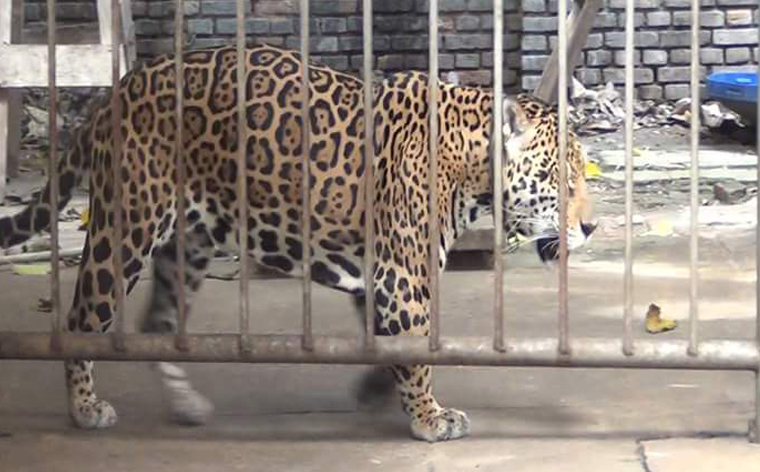 Otra mascota que deja el hogar